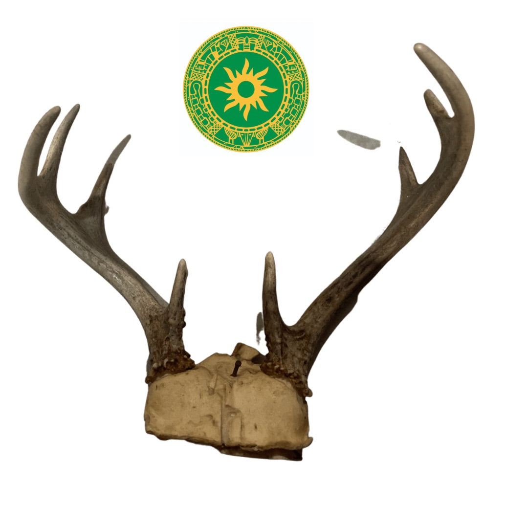 Frontil de Venado