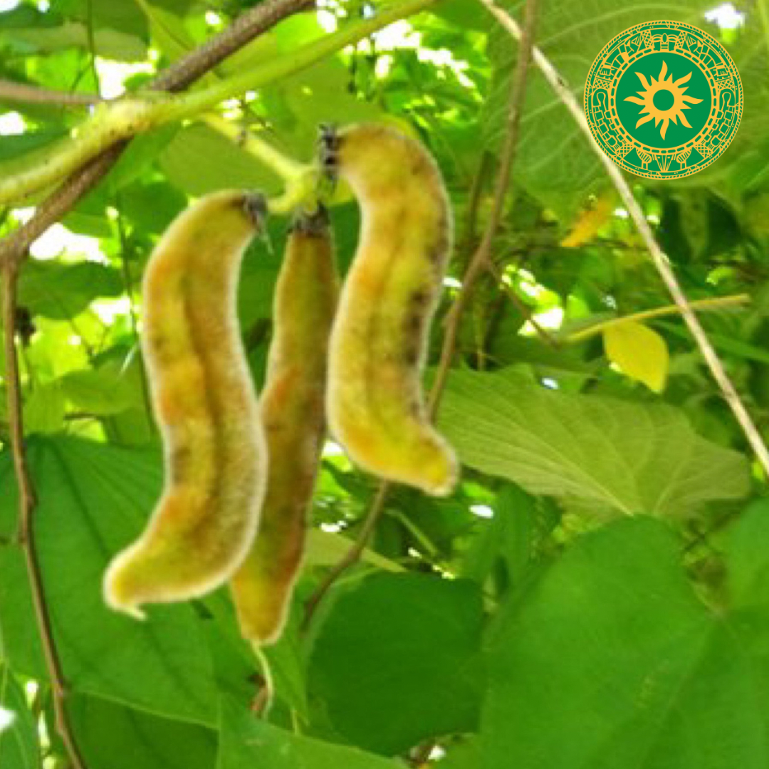 PICA PICA (PODS)