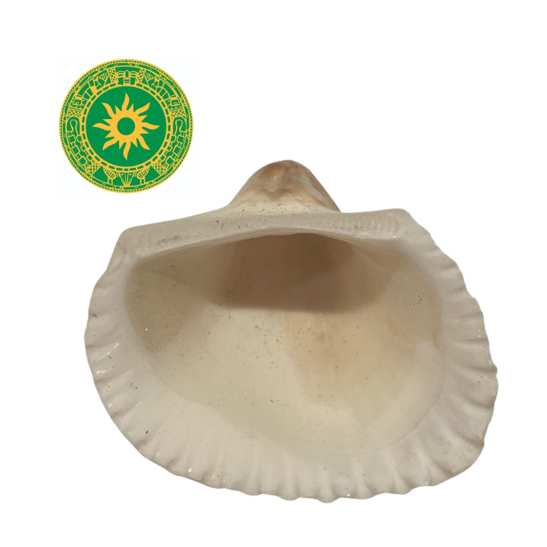 Concha 2"-3"