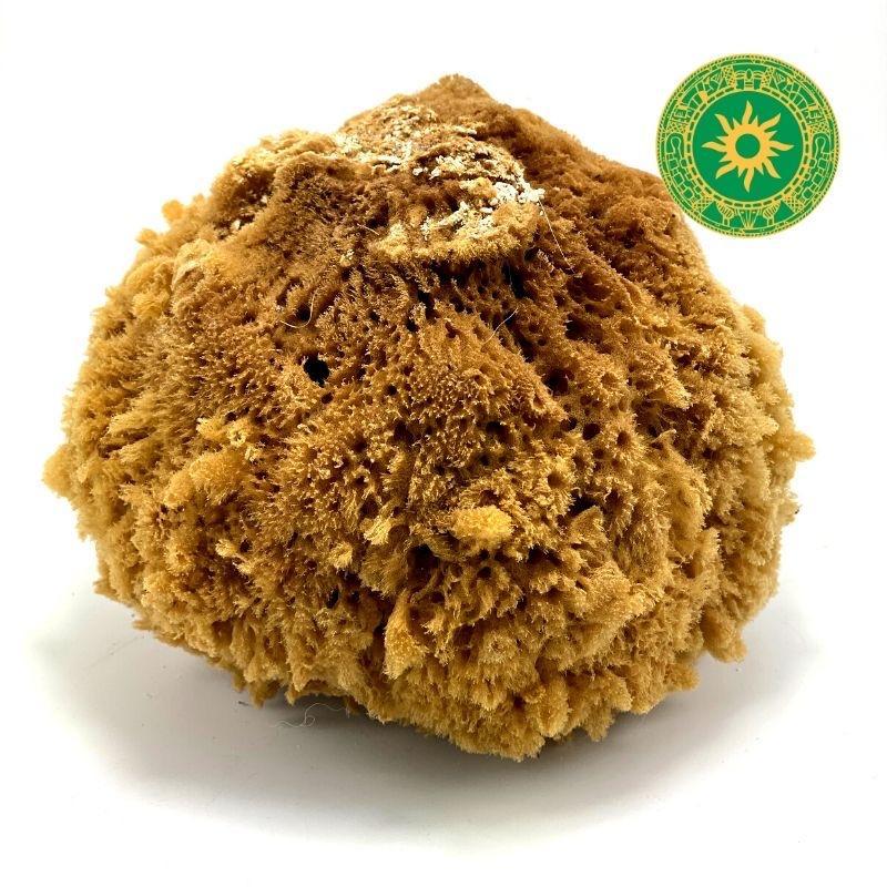 Esponja de mar Esponja de mar - Inshe Miami Esponja de mar BotanicasYoruba