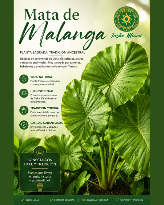La Mata de Malanga: Una de las Plantas Más Importantes en la Religión Yoruba, Osha e Ifá