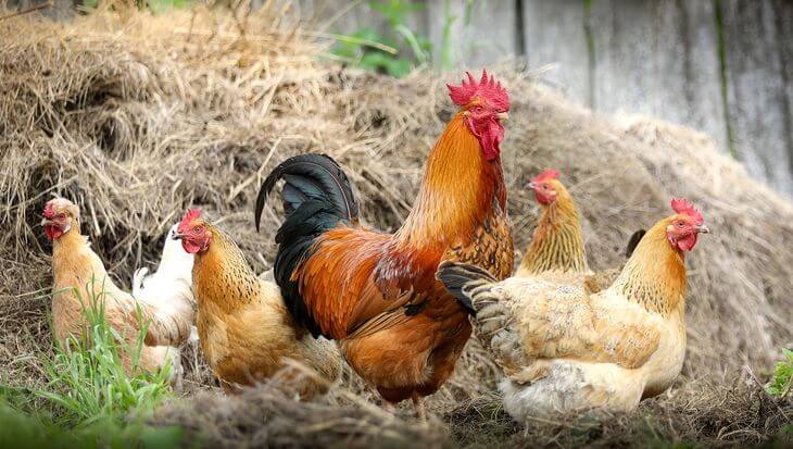 ANIMALES VIVOS PARA CEREMONIAS RELIGIOSAS