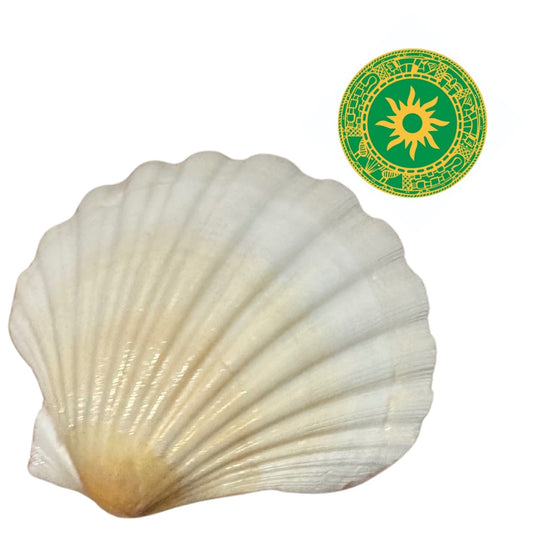 White Scallop Shell 3"- 4"