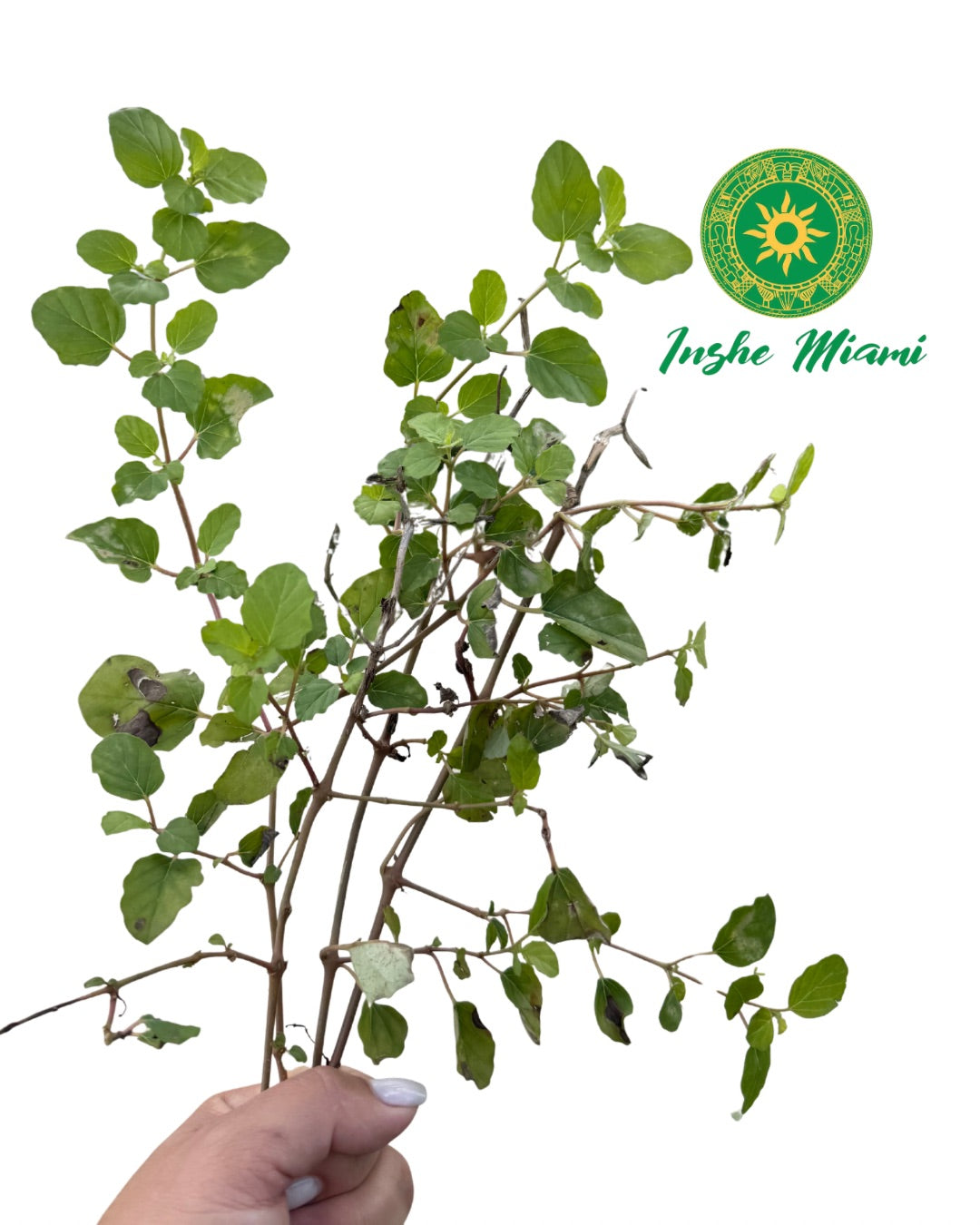 Atiponla – Tallos Frescos con Hojas | Uso Espiritual Yoruba | Inshe Miami