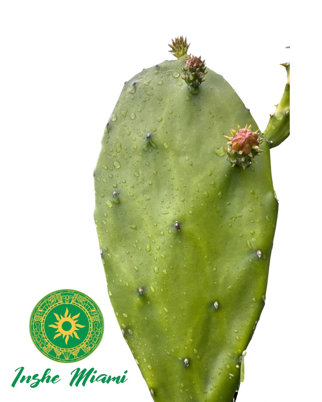 Hojas de Nopal / Penca de la Tuna