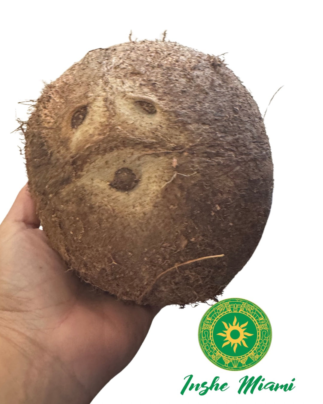 Coco Seco Natural Fresco para Consulta Espiritual y Dar Coco al Santo | Inshe Miami