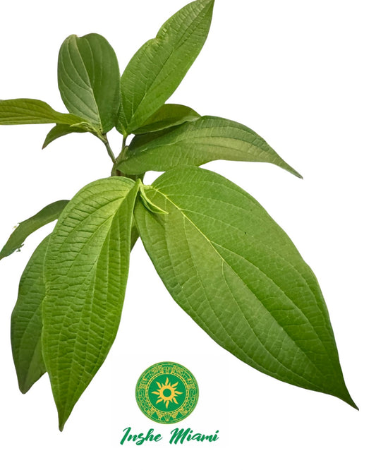 Mazo de Platanillo de Cuba