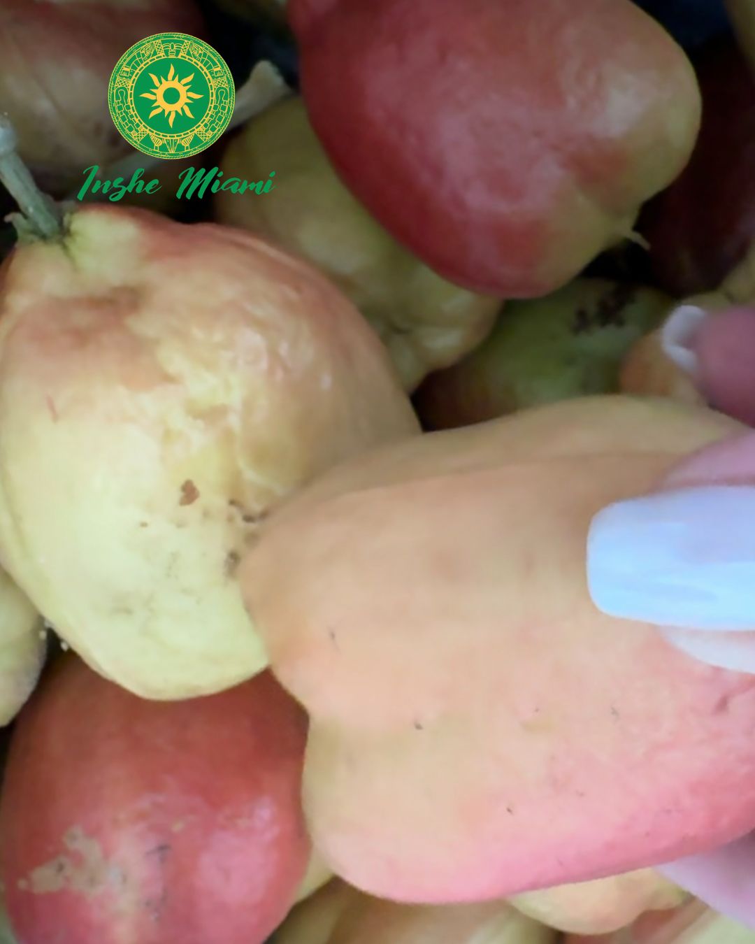 Vegetable Brain Fruit – Traditional for Head Rogations | Inshe Miami