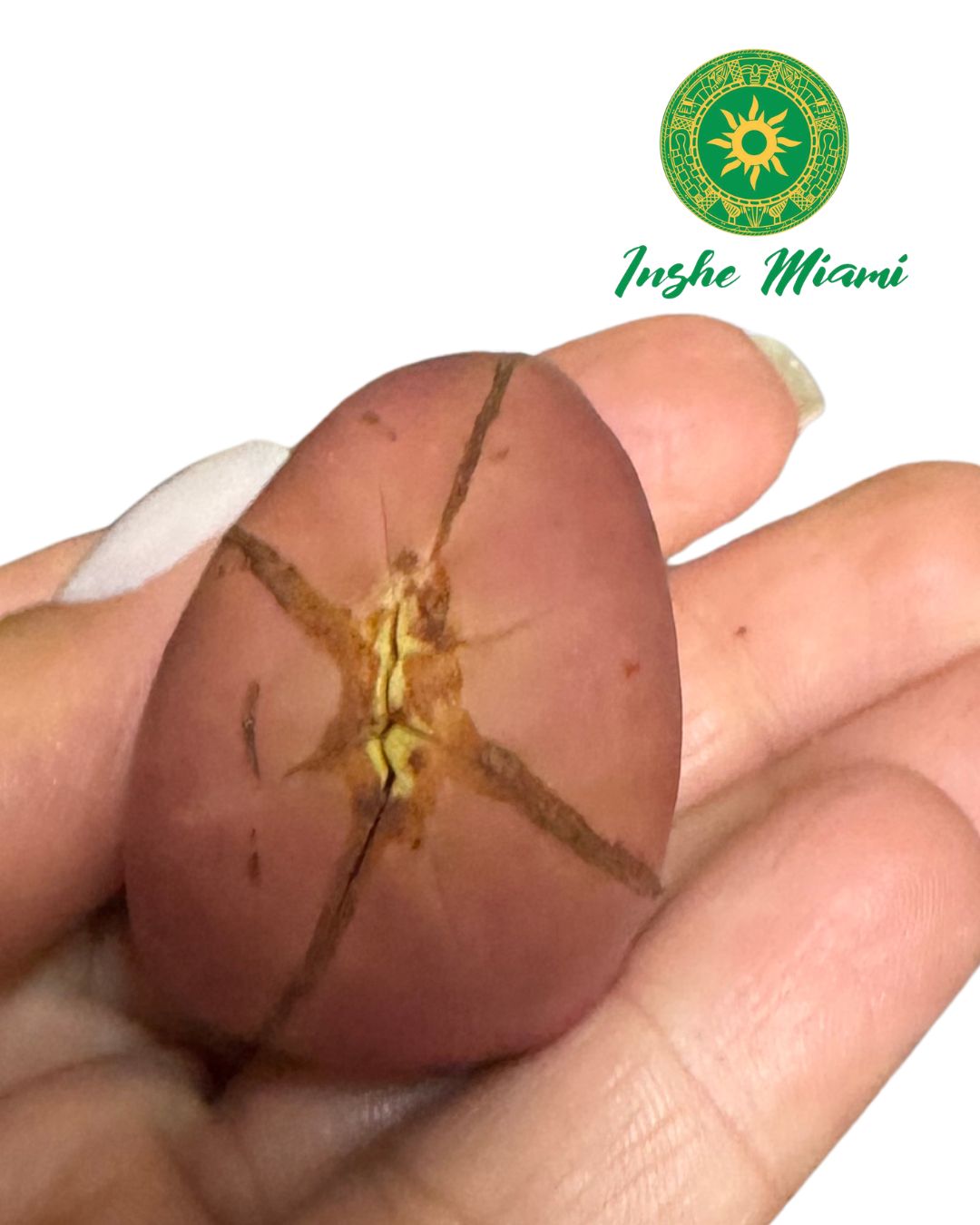 Obi Abata | Cola Acuminata (Obi) | Natural Kola Nuts | Traditional Yoruba Use | Inshe Miami