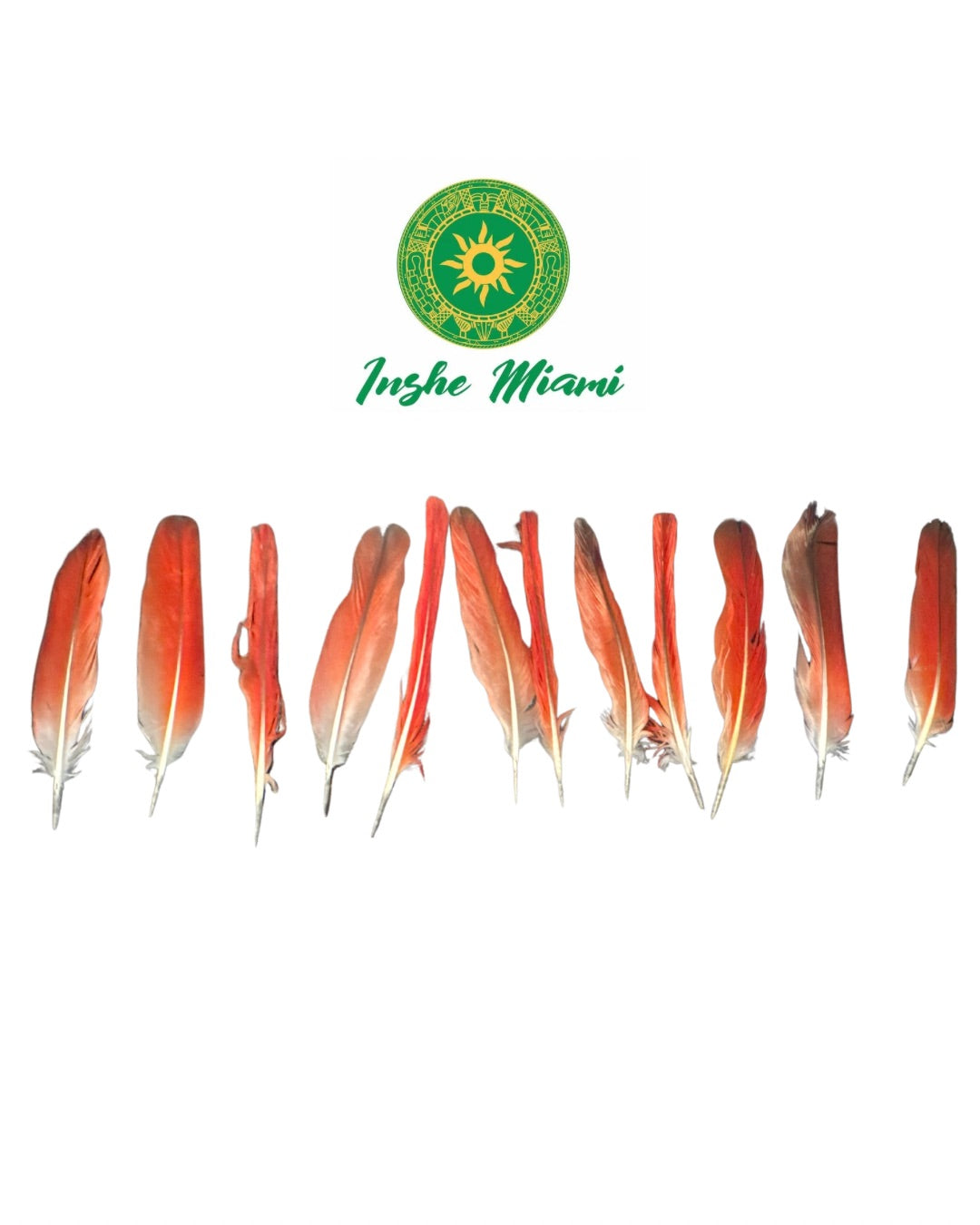 Parrot Feather 3.5"–4.5" – Spiritual Item (Unit or Dozen)