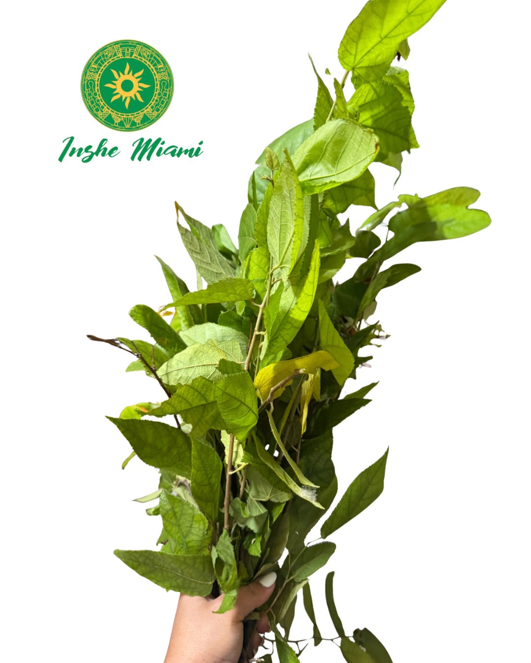 Salvadera – Fresh Stems with Leaves | Spiritual Use | Inshe Miami