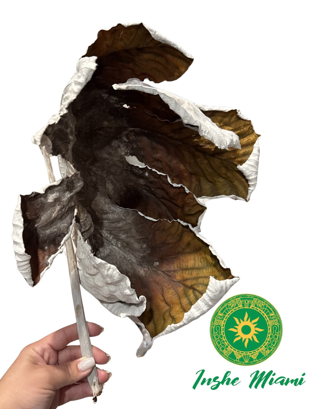 Dried Yagruma Leaf – Approx. 10”–14” | Spiritual & Traditional Use | Inshe Miami