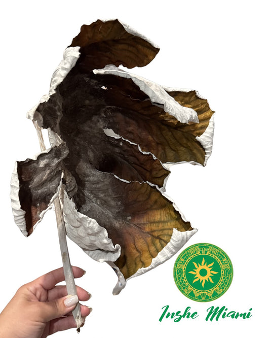 Dried Yagruma Leaf – Approx. 10”–14” | Spiritual & Traditional Use | Inshe Miami