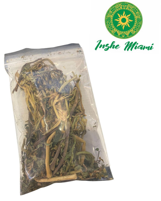 Ewe Segun Sete – Hierba Espiritual para Akose y Medicina Tradicional