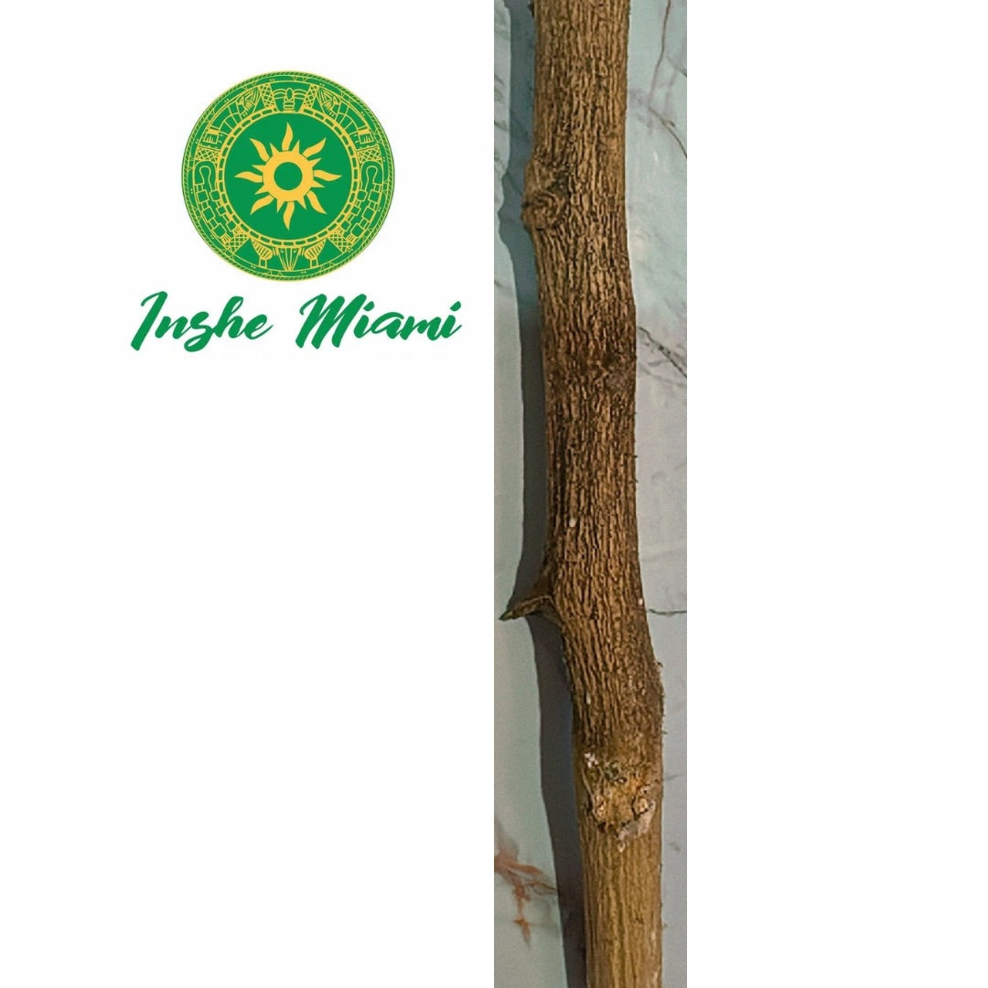 Palo Seso Vegetal