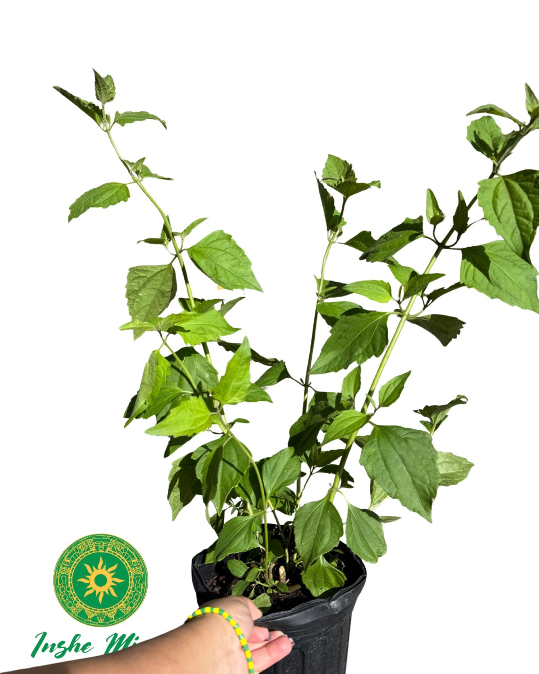 Mazo de Rompe Saraguey