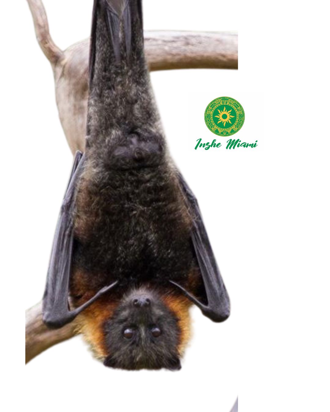 Adan / Murcielago / Bat