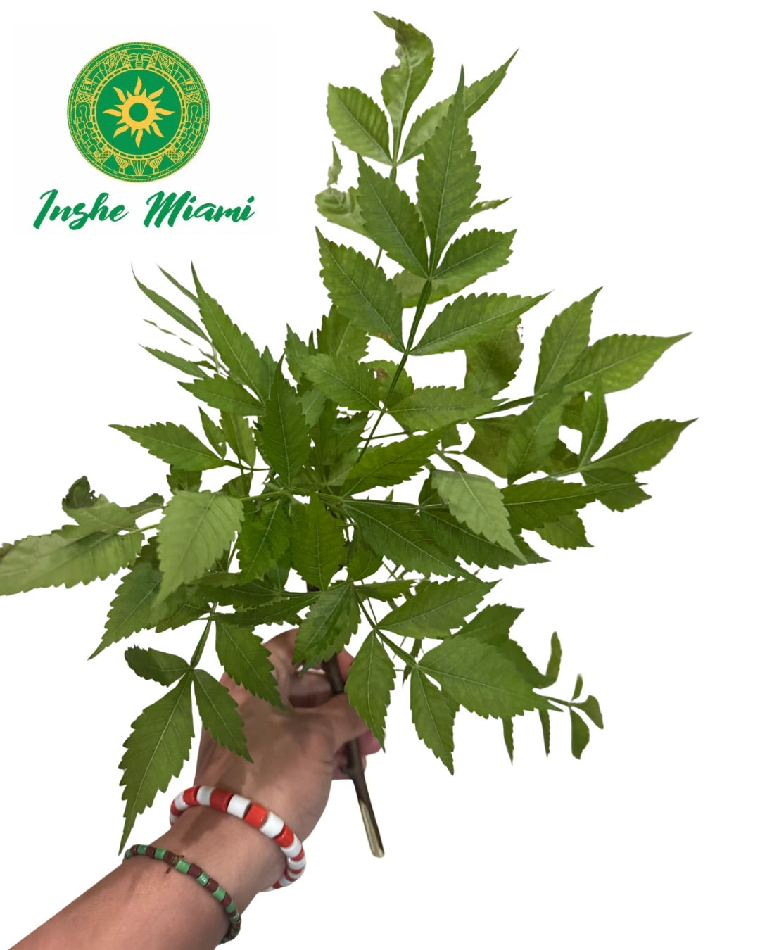 Paradise – Fresh Stems with Leaves | Spiritual Use | Inshe Miami