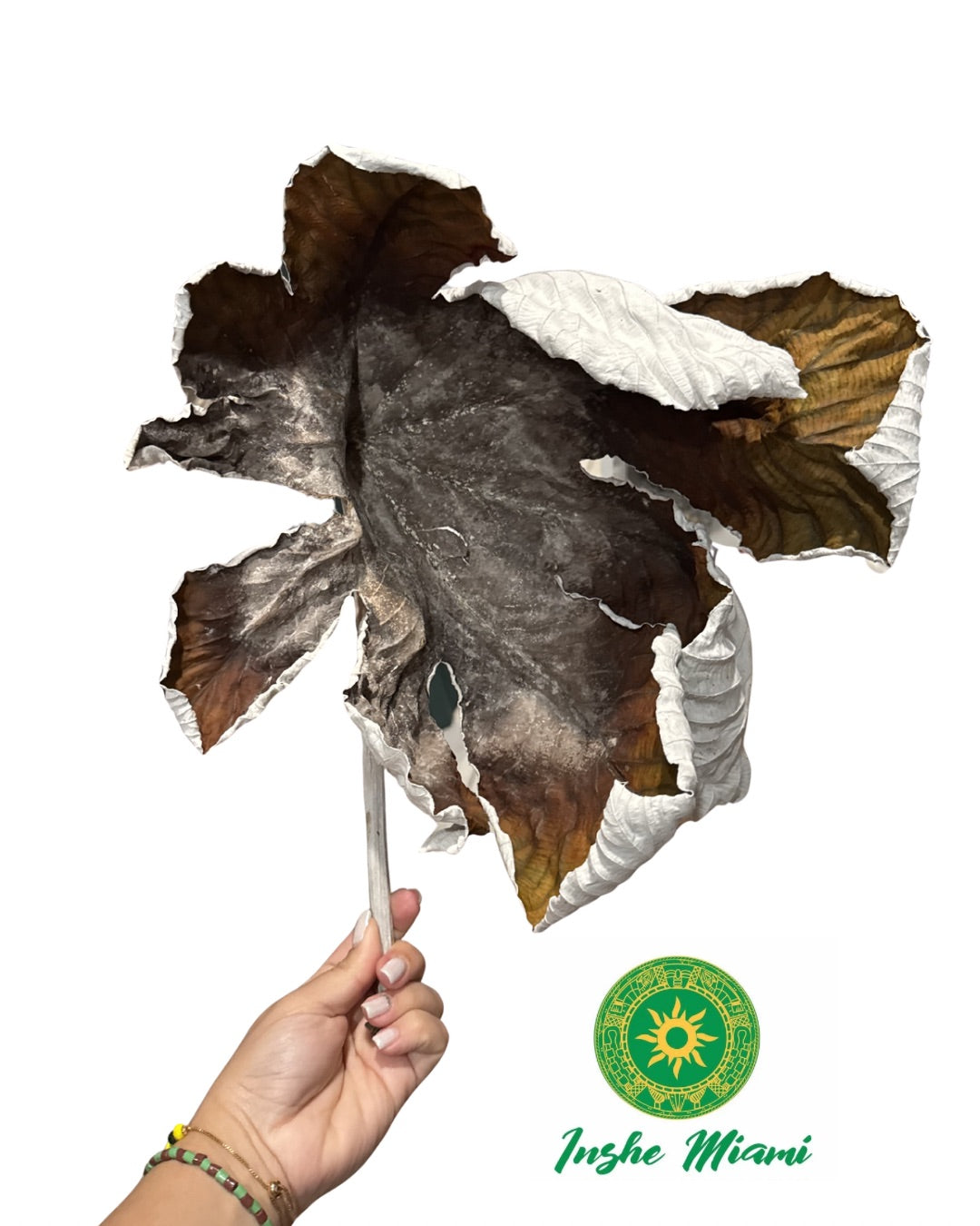 Dried Yagruma Leaf – Approx. 10”–14” | Spiritual & Traditional Use | Inshe Miami