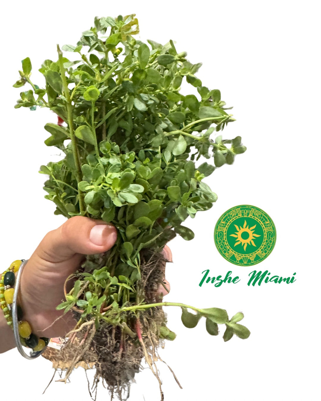 Verdolaga – Tallos Frescos con Hojas o Planta con Raíz | Uso Espiritual y Tradicional | Inshe Miami