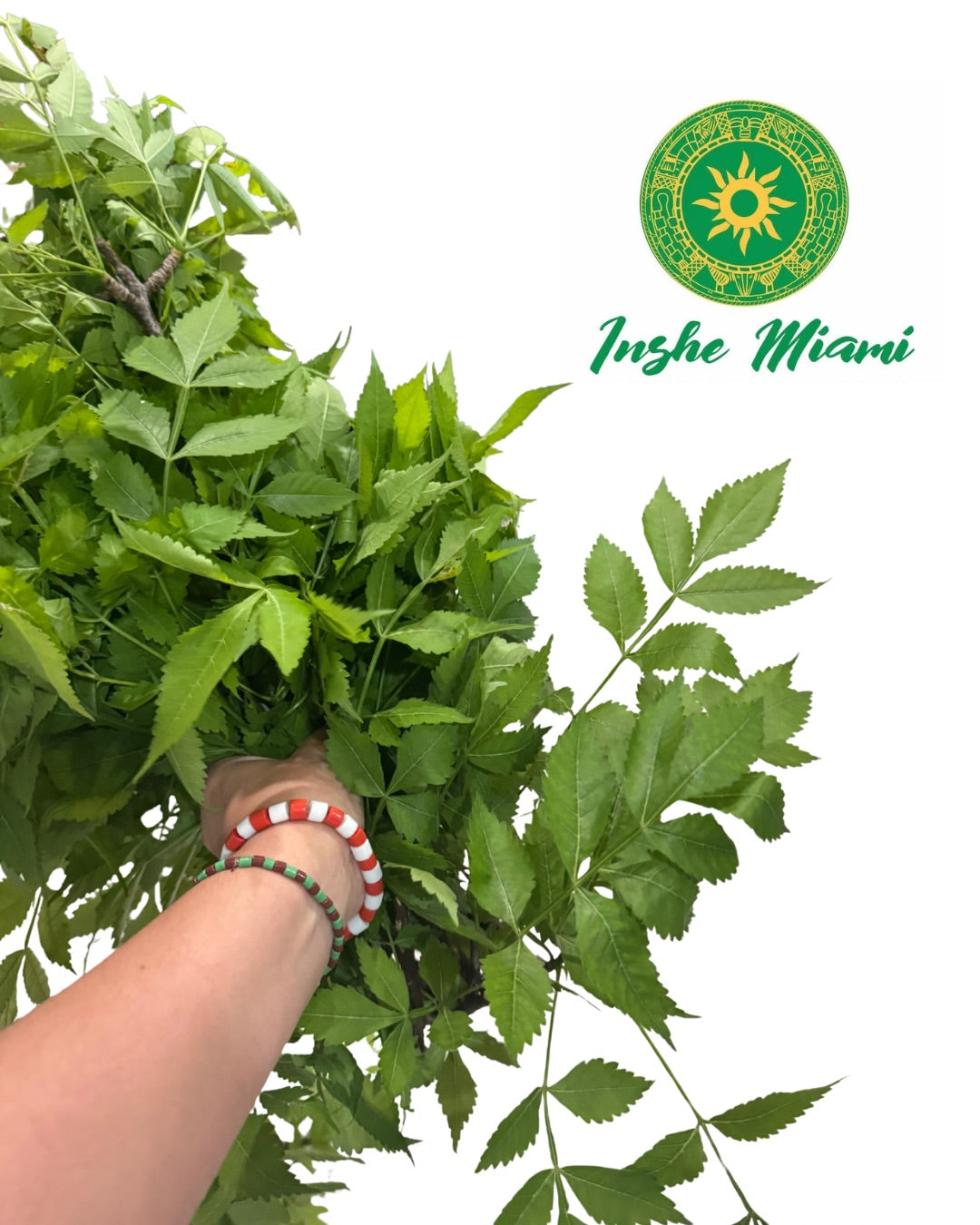 Paradise – Fresh Stems with Leaves | Spiritual Use | Inshe Miami