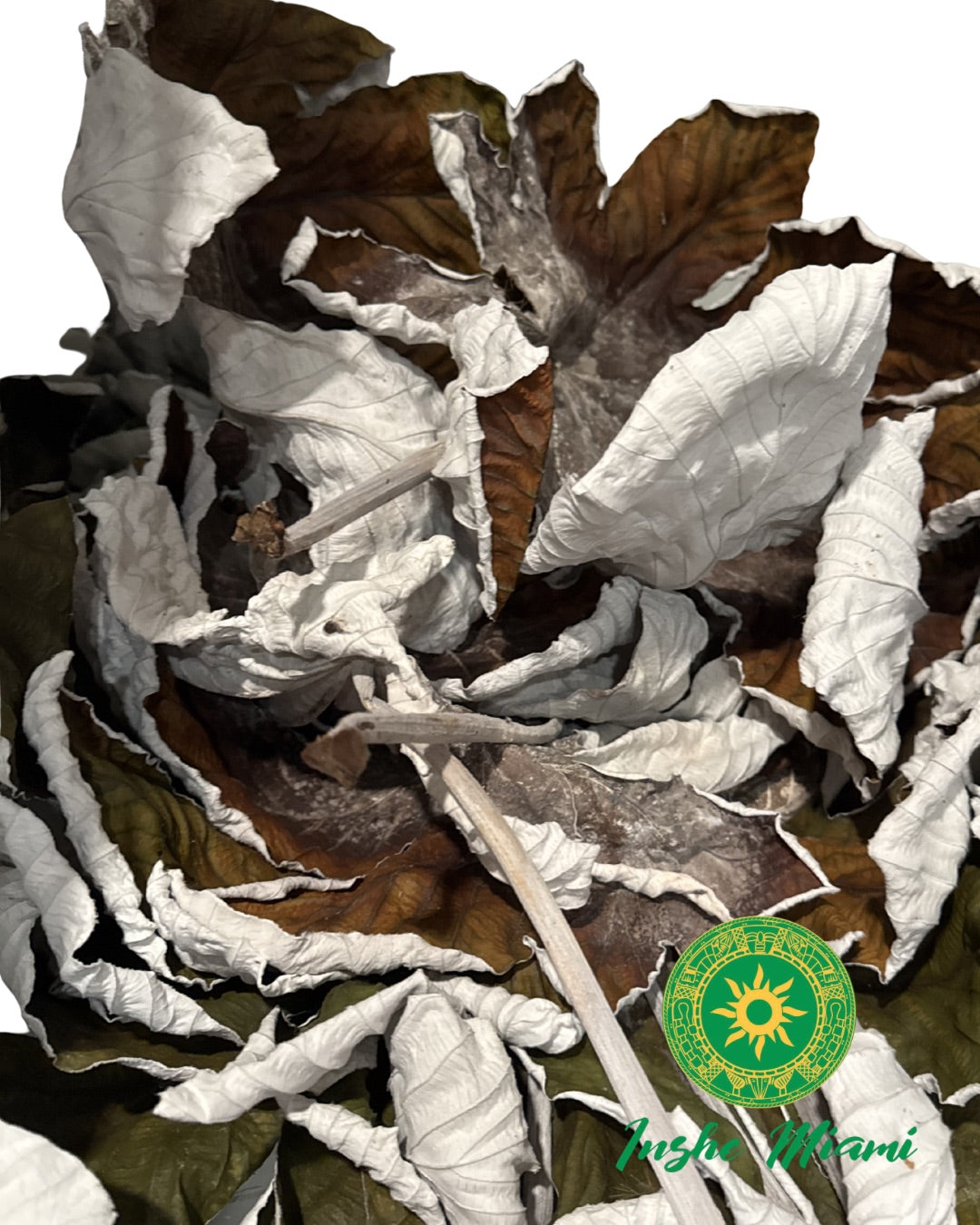 Dried Yagruma Leaf – Approx. 10”–14” | Spiritual & Traditional Use | Inshe Miami