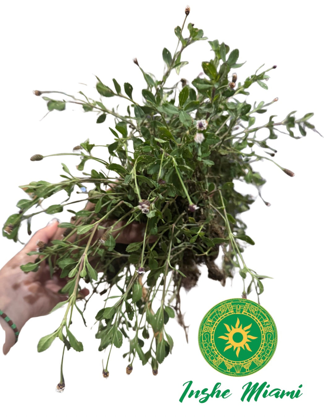 Quita Maldición de Babalawo Foforito – Tallos Frescos con Hojas o Planta con Raíz | Uso Espiritual | Inshe Miami