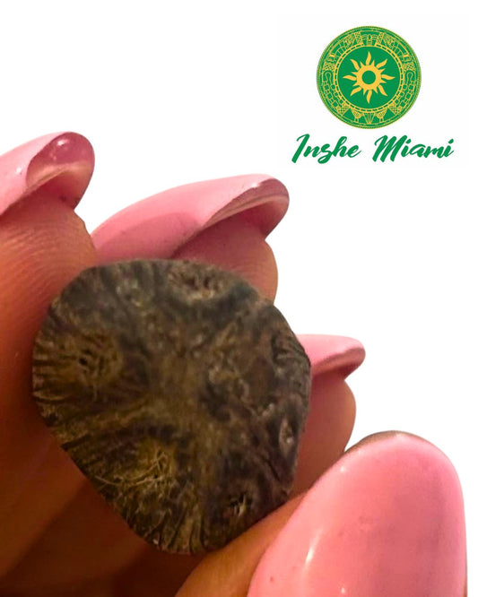 Ikin of 6 Eyes – Sacred Ifá Seed | Sold Individually | Inshe Miami