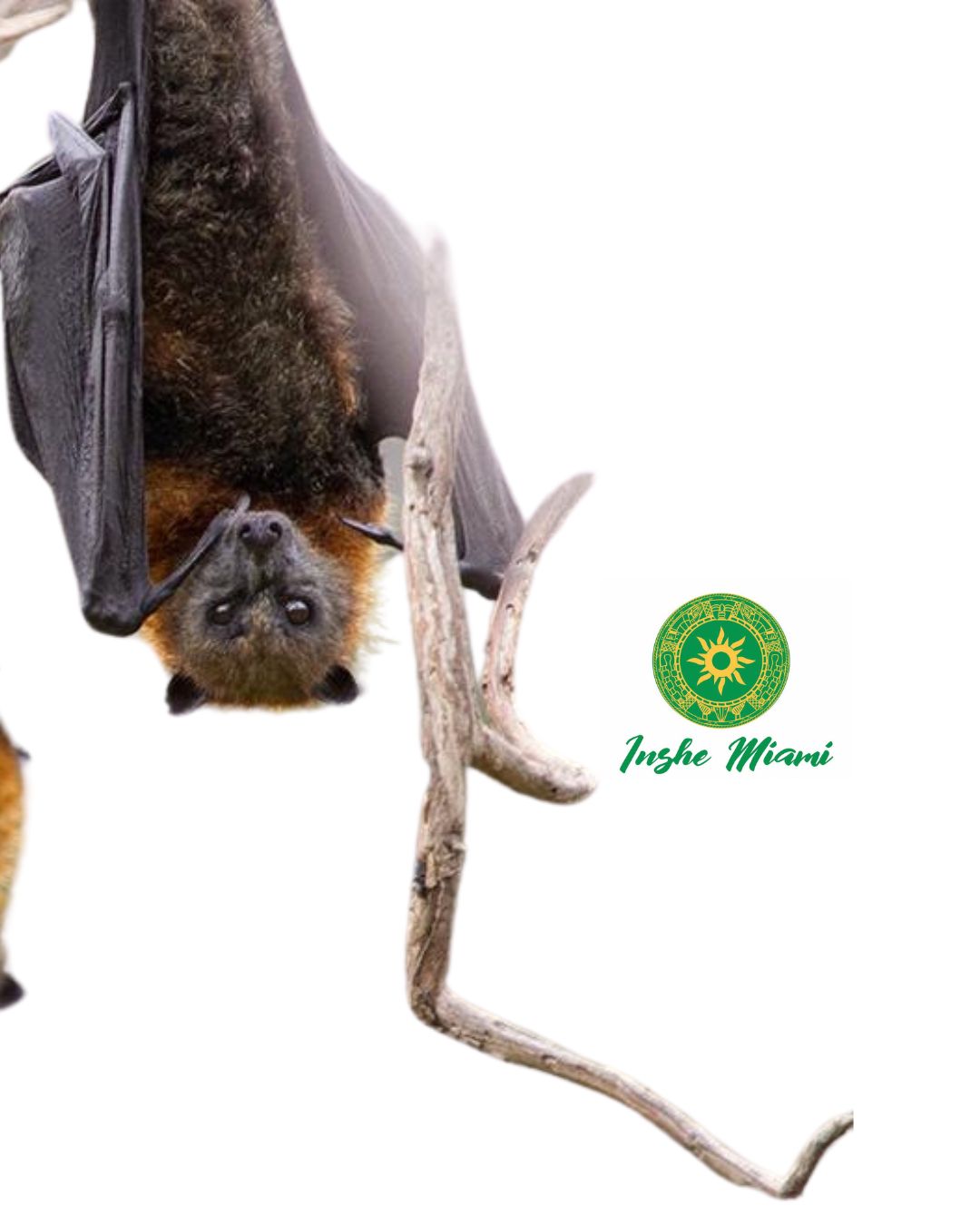 Adan / Murcielago / Bat
