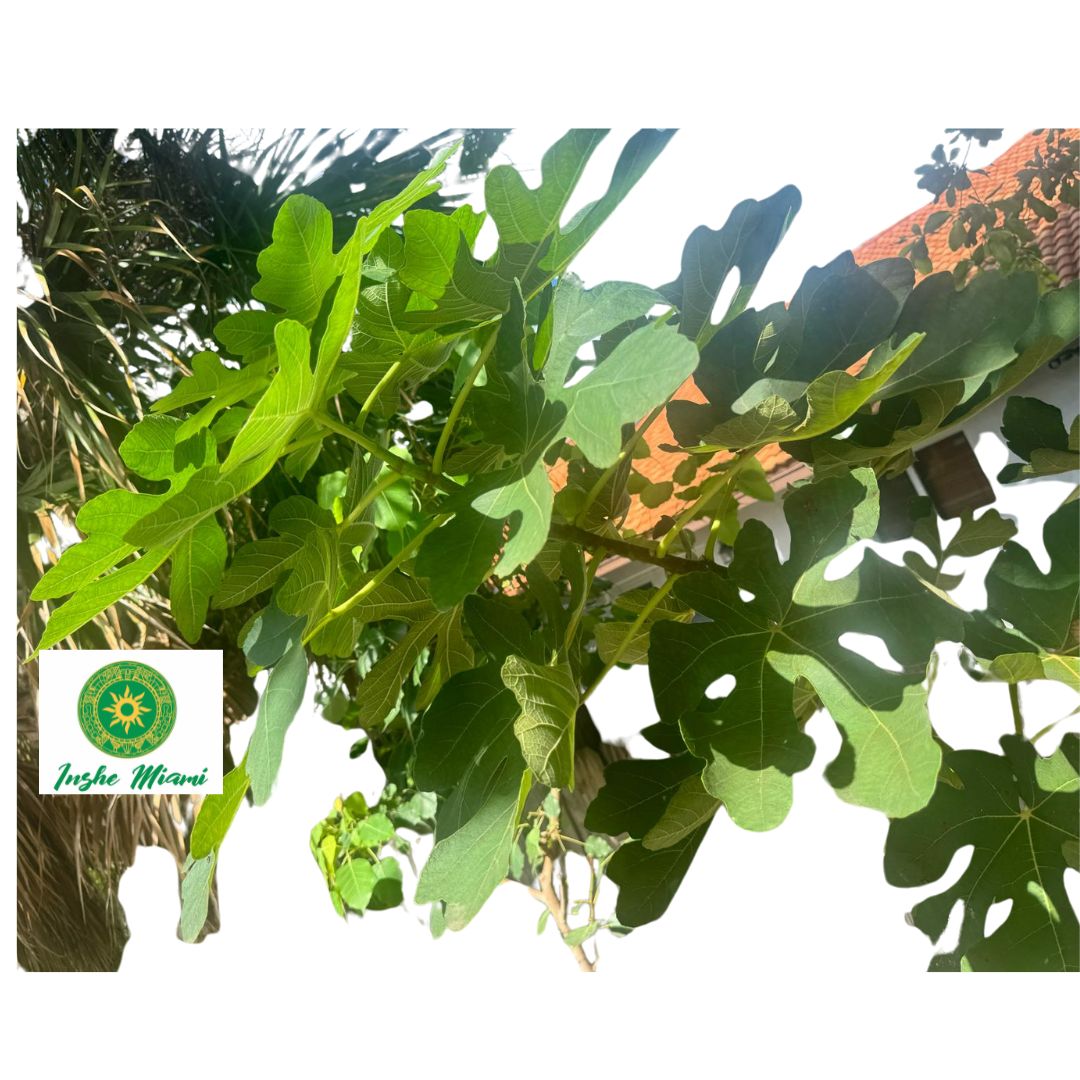 Mata de Higo/Hojas de Higo/Higo