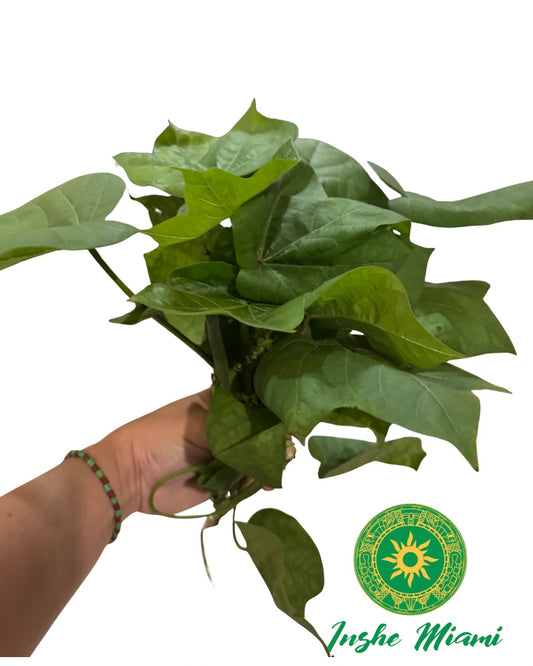 Algodón – Tallos Frescos con Hojas o Planta con Raíz | Uso Espiritual | Inshe Miami