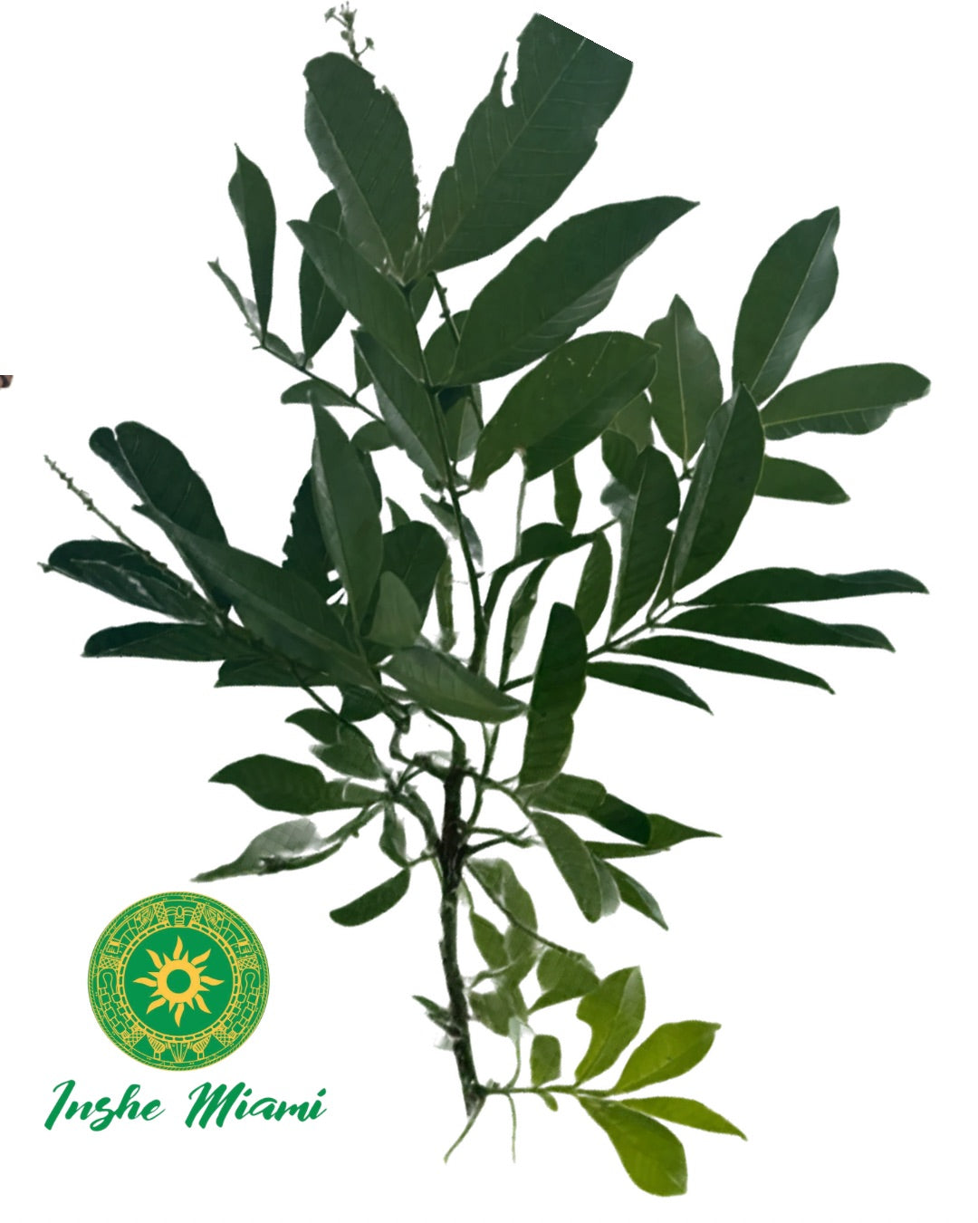 Seso Vegetal – Gajos Frescos | Uso Espiritual | Inshe Miami