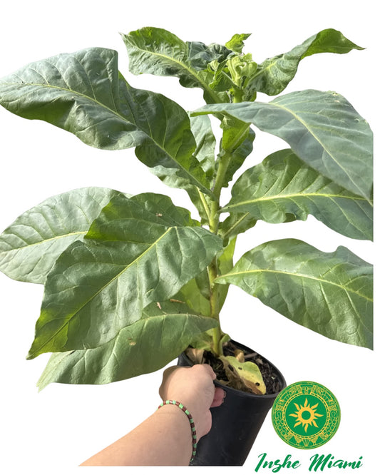 Tabaco – Hojas Frescas con Raíz | Uso Tradicional y Espiritual | Inshe Miami