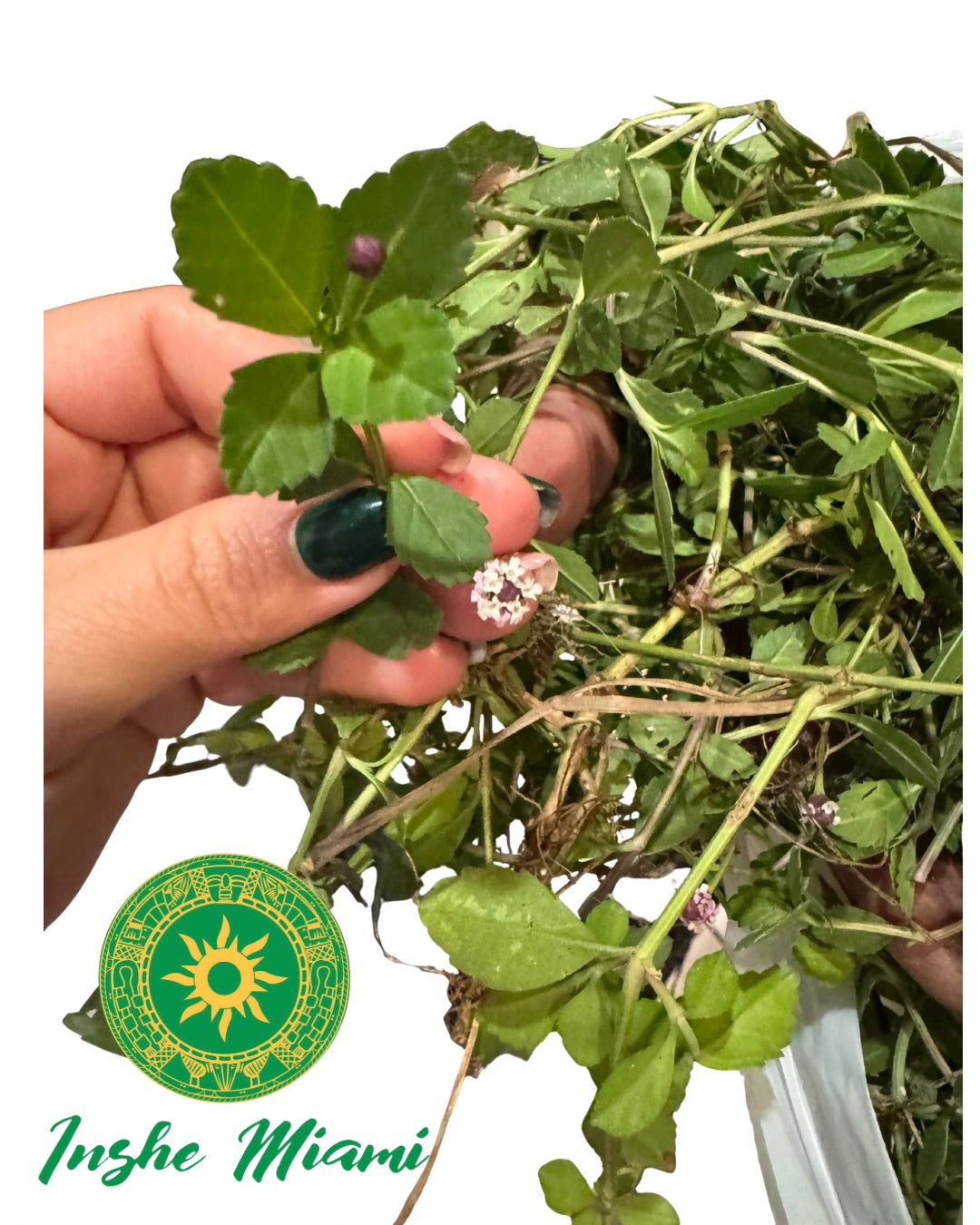 Mazo de Quita Maldicion de Babalawo Foforito