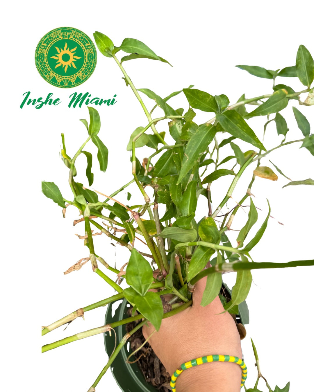 Hierdie artikel is 'n weesbladsy.