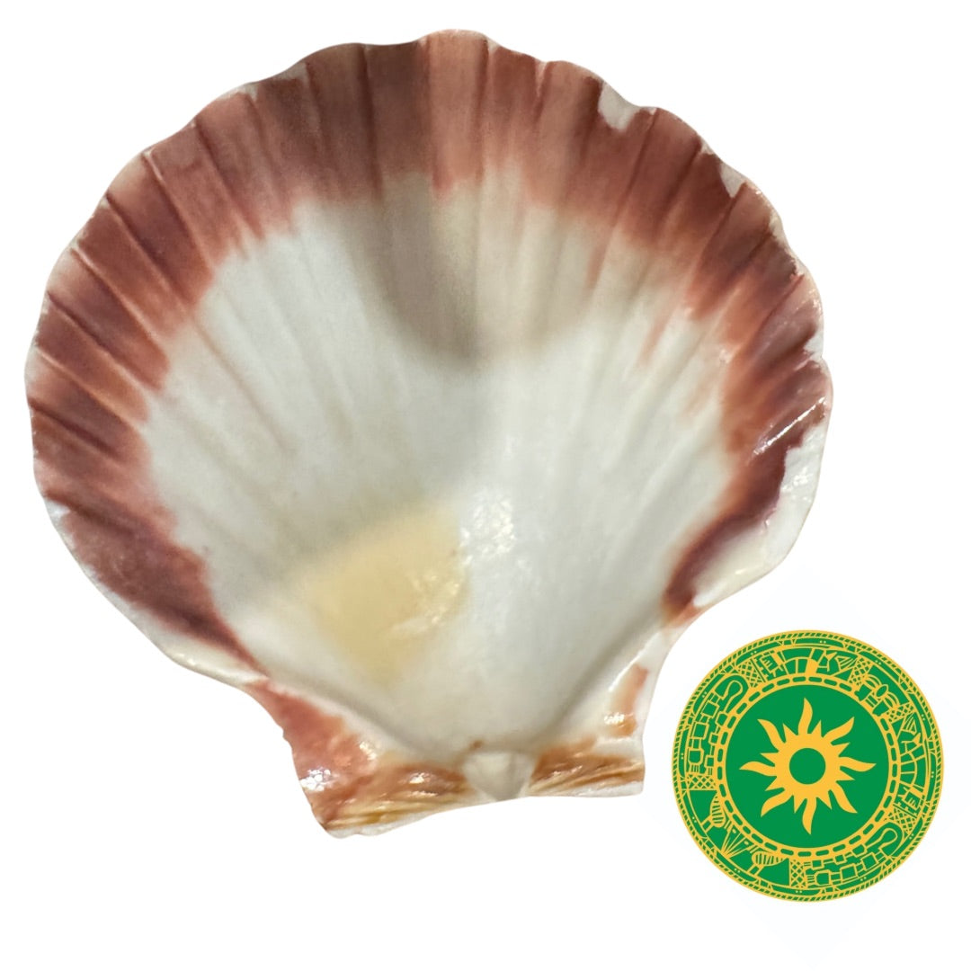 Concha Blanca 3"- 4"