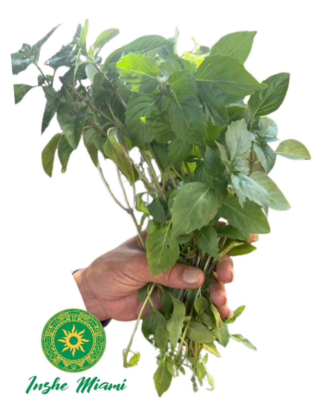 Albahaca Blanca (Basil) – Tallos Frescos con Hojas o Planta con Raíz | Uso Espiritual | Inshe Miami