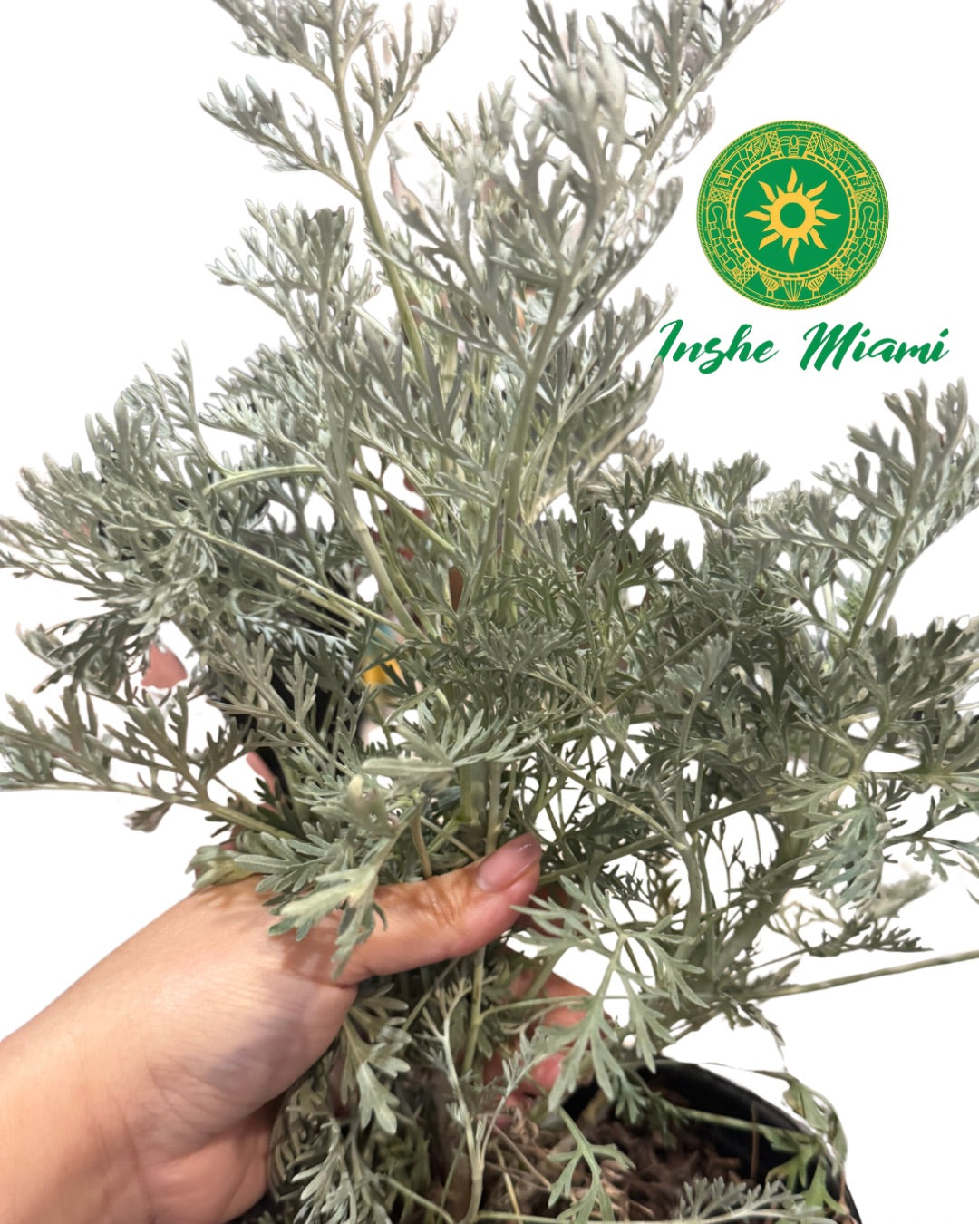 Colonia – Tallos Frescos con Hojas o Planta con Raiz | Uso Espiritual | Inshe Miami
