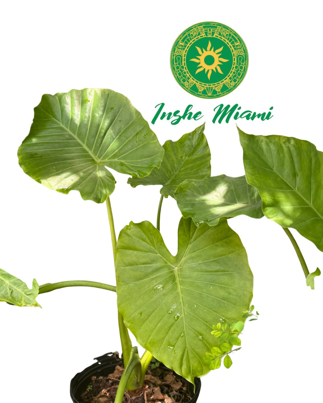 Malanga – Hojas Frescas con Raíz | Uso Espiritual | Inshe Miami