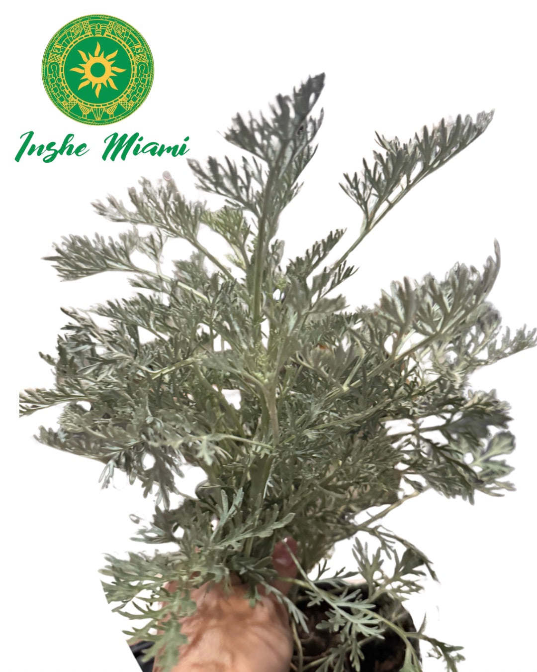 Colonia – Tallos Frescos con Hojas o Planta con Raiz | Uso Espiritual | Inshe Miami