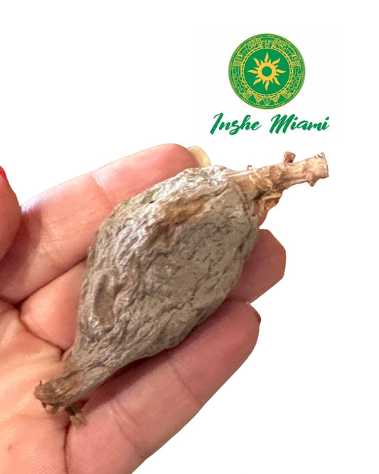 VAINA ATARE NIGERIANA