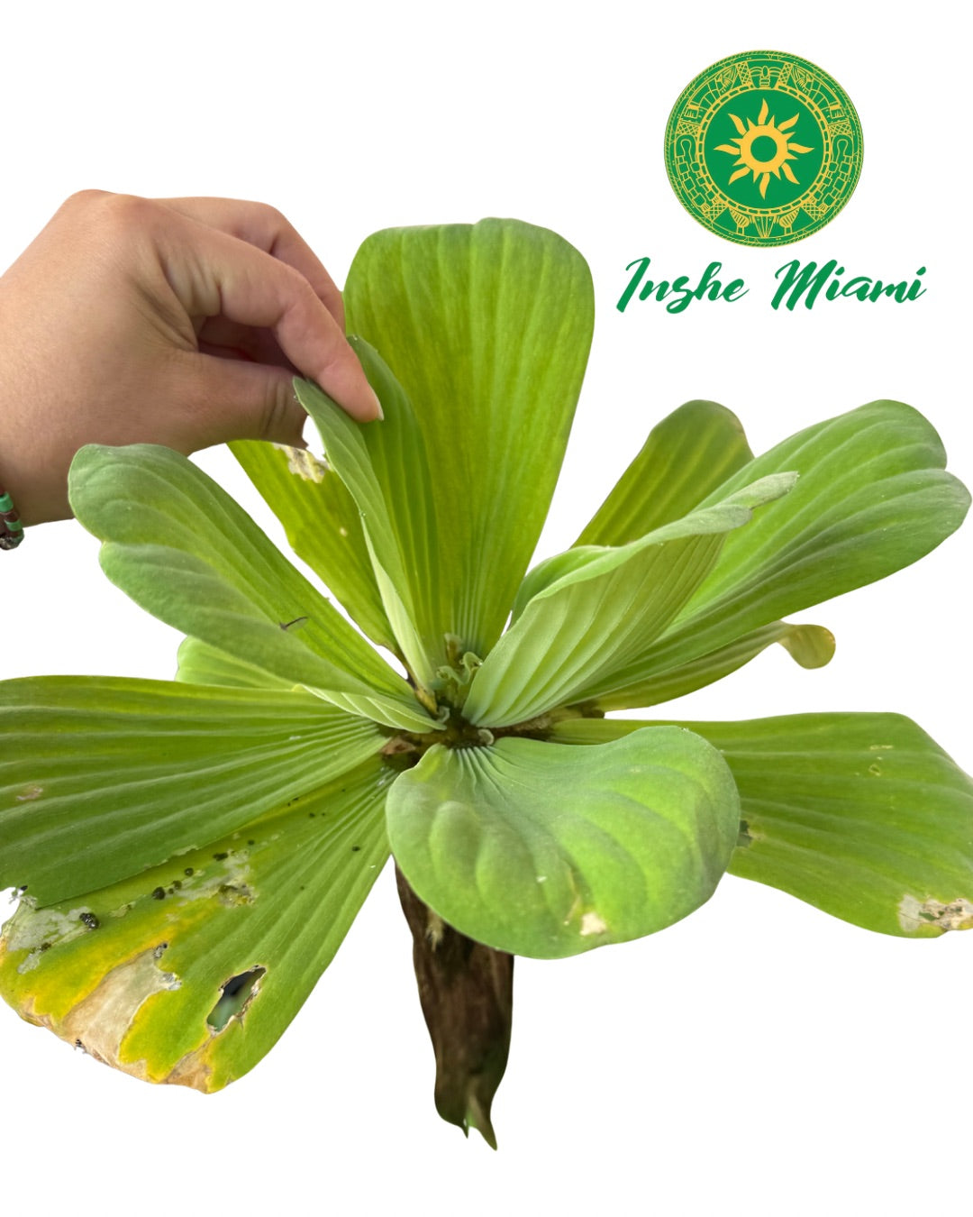 Natural Water Flower 2"–3" | Spiritual & Decorative Use | Inshe Miami