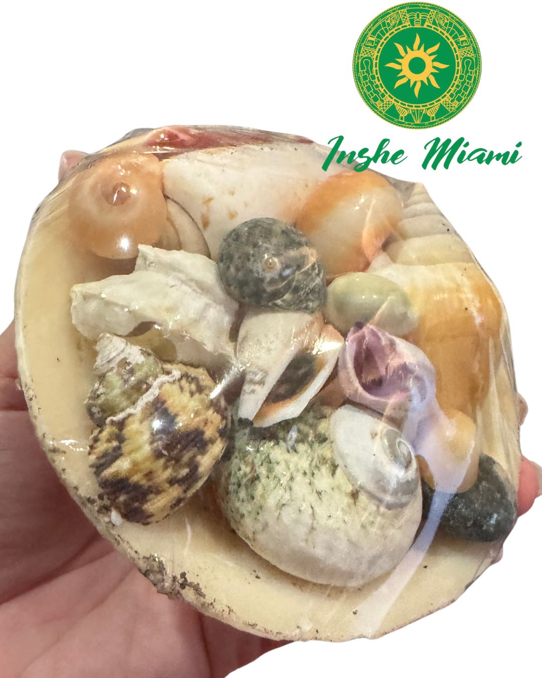 Cestas de Caracoles – Uso Religioso y Decoración Espiritual | Inshe Miami
