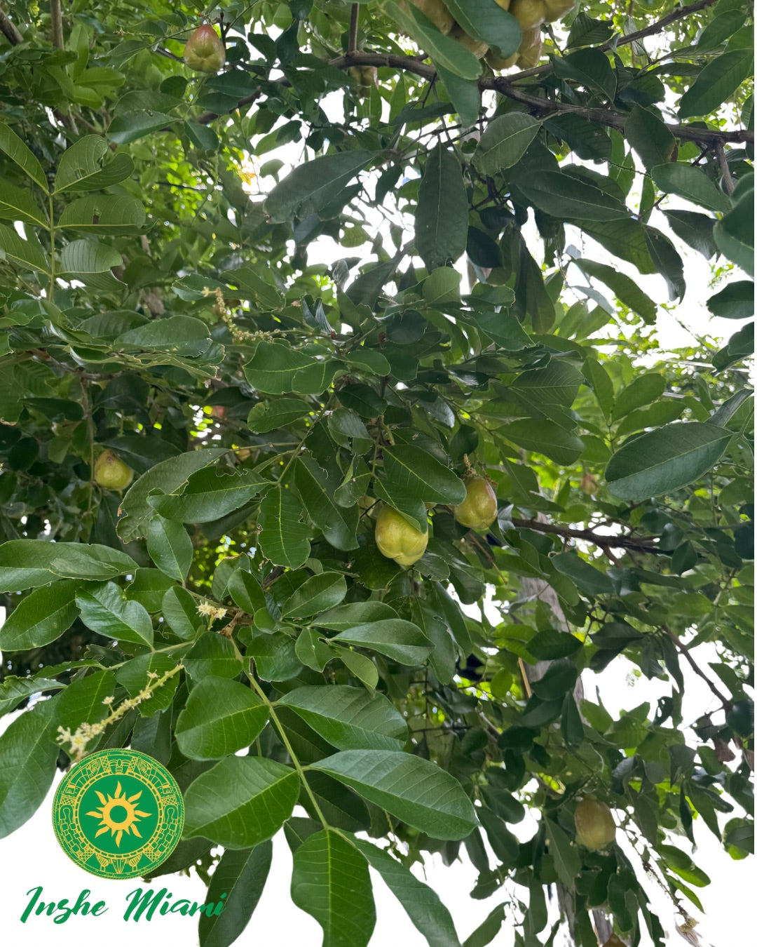 Seso Vegetal – Gajos Frescos | Uso Espiritual | Inshe Miami