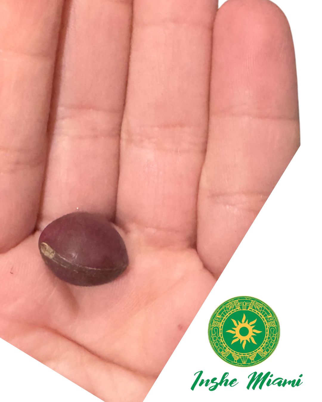 Semillas Espirituales (Ojo de Buey, Guacalote, Mate Rojo) – Unidad | Inshe Miami