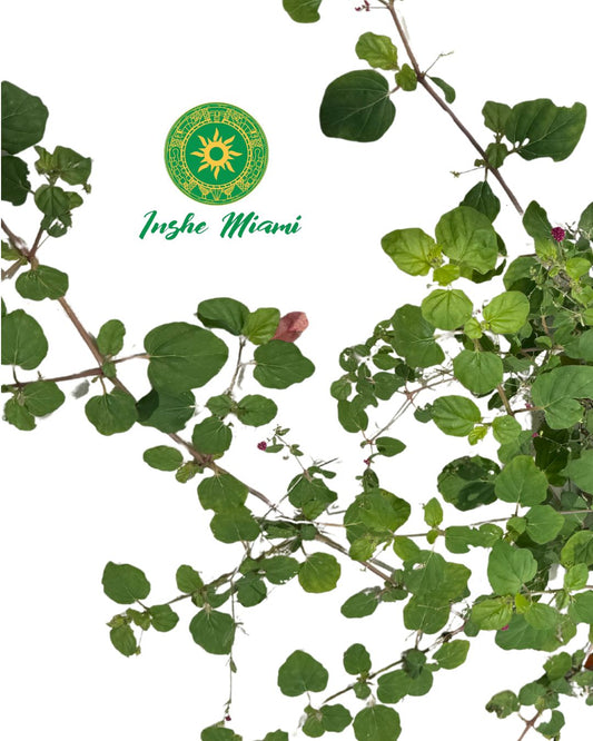 Atiponla – Planta con Raíz Fresca | Uso Espiritual Yoruba | Inshe Miami
