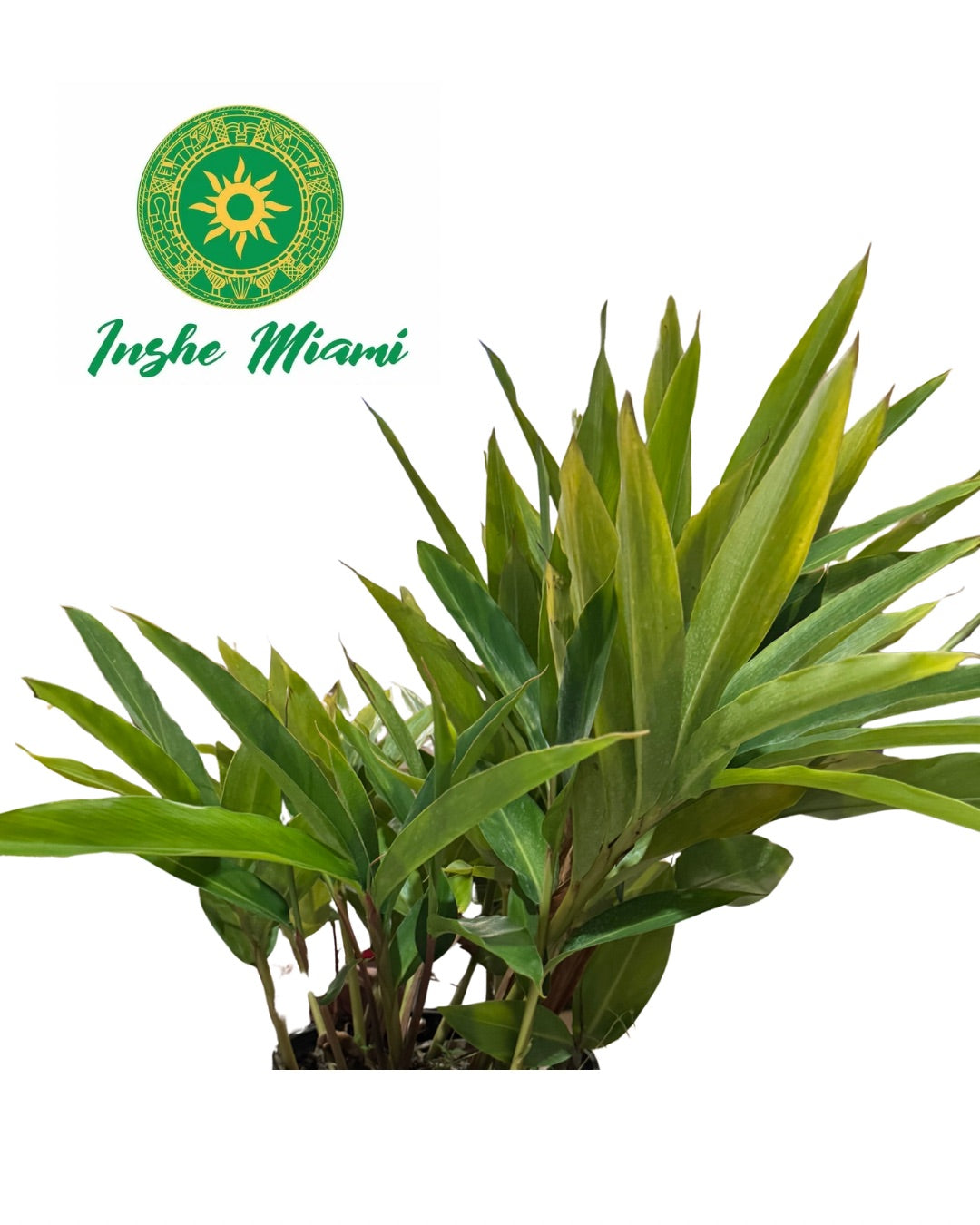 Colonia – Tallos Frescos con Hojas o Planta con Raiz | Uso Espiritual | Inshe Miami