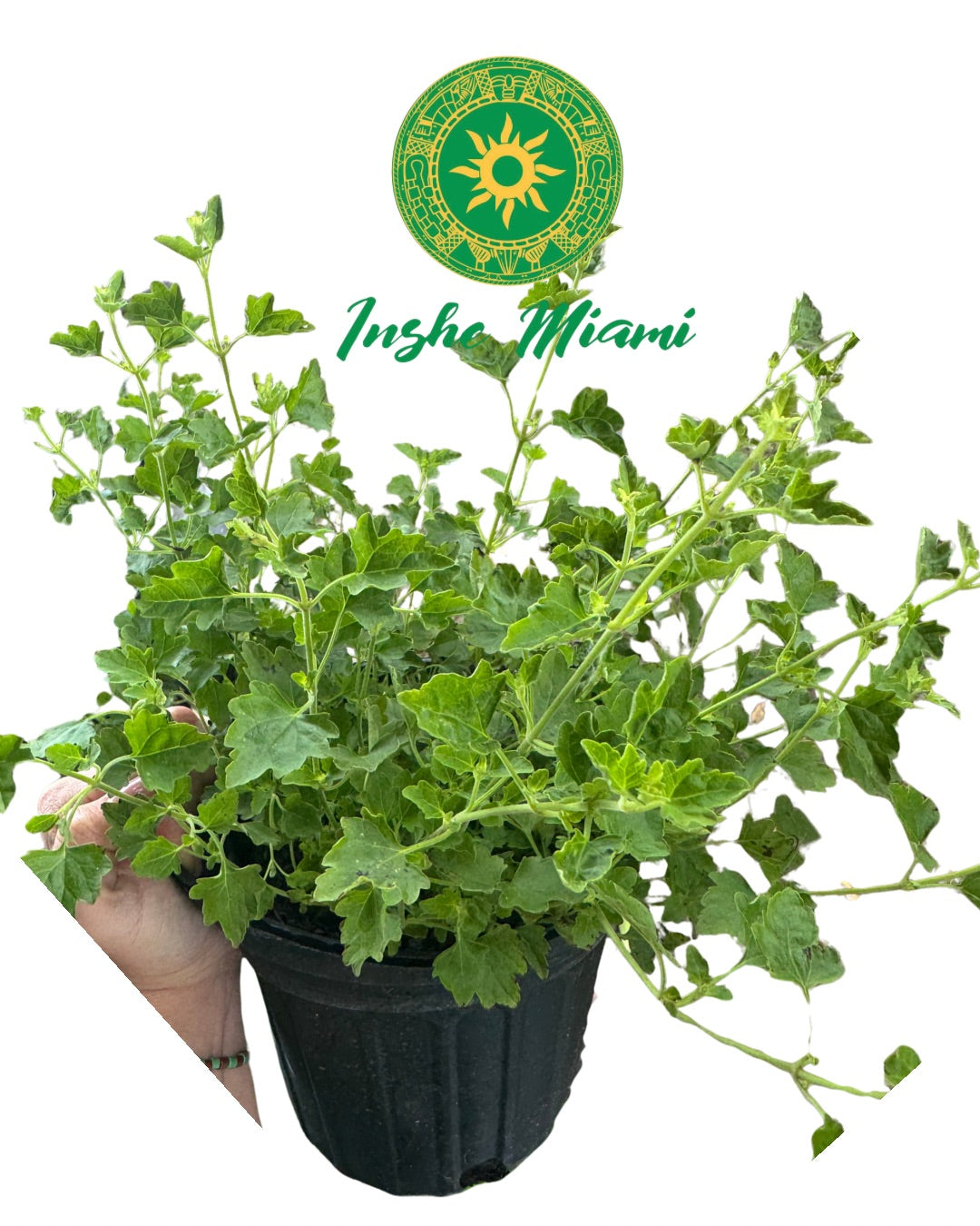 MEJORANA