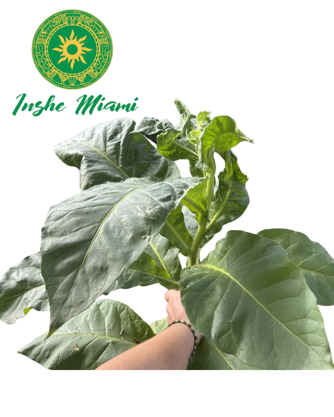 Tabaco – Hojas Frescas con Raíz | Uso Tradicional y Espiritual | Inshe Miami