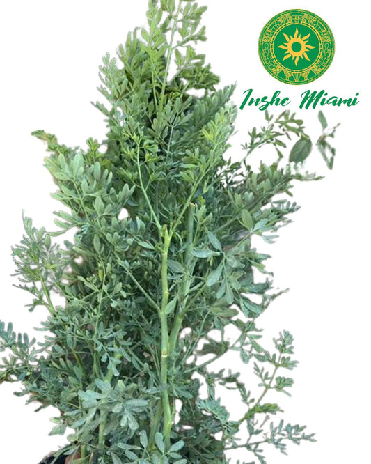 Ruda (Rue) – Planta con Raíz Fresca | Uso Espiritual y Protección | Inshe Miami
